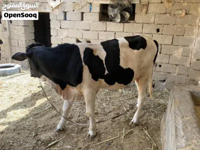 عجوله البيع ضحايه 2