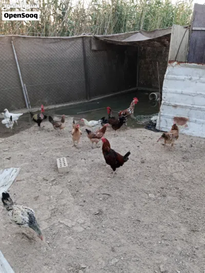 دجاج عرب اصلي للبيع الزوج 30 الوصف مهم 4