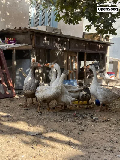 اوز للبيع جمله 2