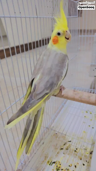 انتي كوكتيل مصوقرا 4