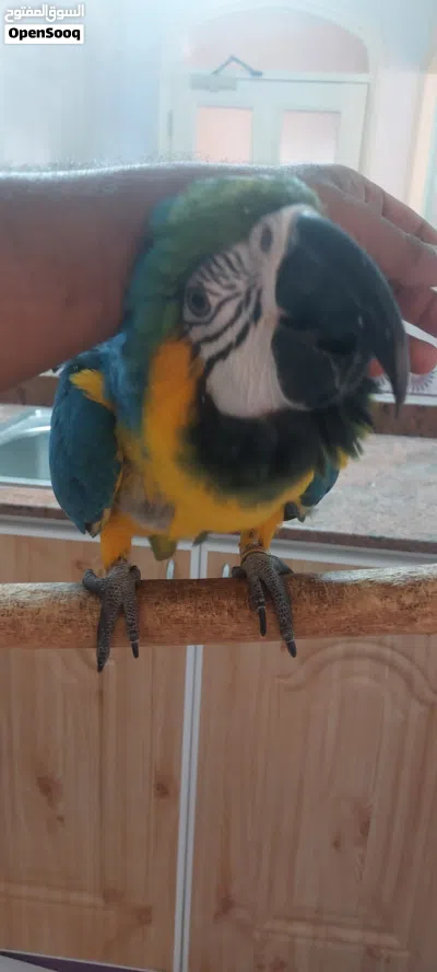 Blue and Gold Macaw 2