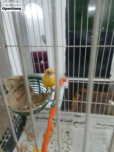 طيره كنار للبيع 3