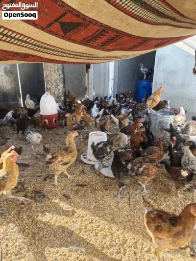 دجاج بلدي و فيومي وأبو رقيبه صحة ونظافة تبارك الرحمن 3