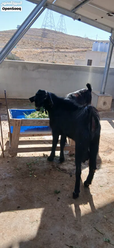 تيس وسخلتين للبيع 4
