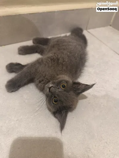 قطه هجين سكوت 350 2