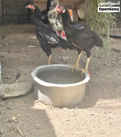 دجاج بكستاني اصلي 3
