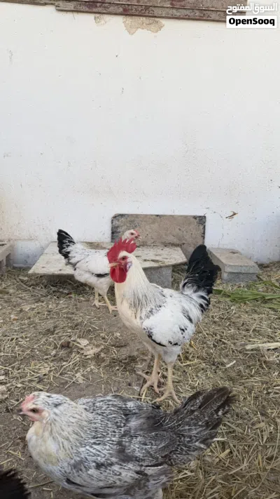 ديك عماني فرنسي 3