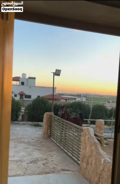 قهوة داخل نادي خيل للضمان 2