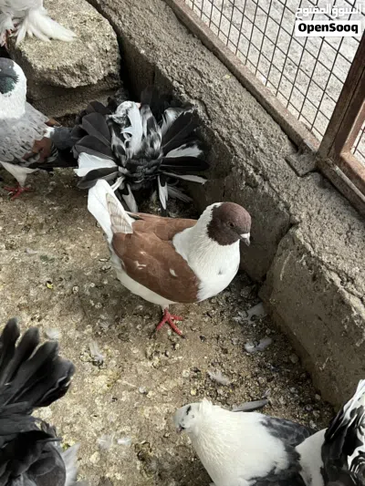 انواع حمام الزينة 3