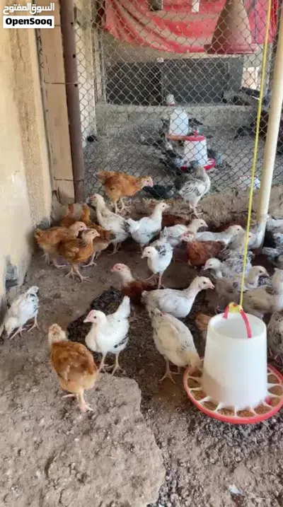 دجاج فرنسي بيور الاحمر والابيض 4