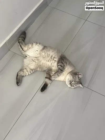 قط ذكر للتبني - Male cat for adoption 3