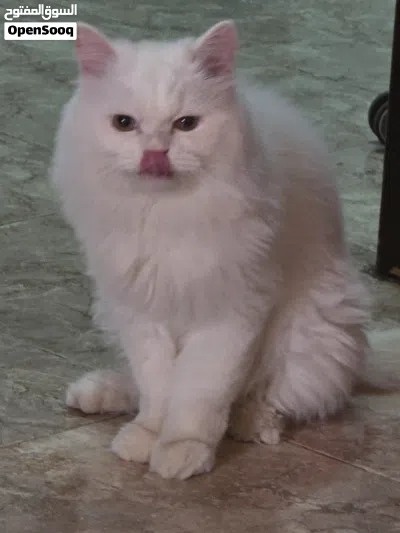 Fully vaccinated Persian Young Male 2