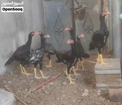 4دياكه باكستانيه سنديات للبيع 2