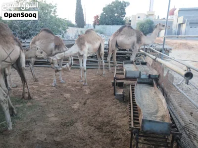 قعدان مشاءالله 2