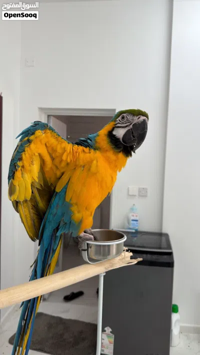 Macow bread very friendly she is her name is abi i have big cage for her also stand 3