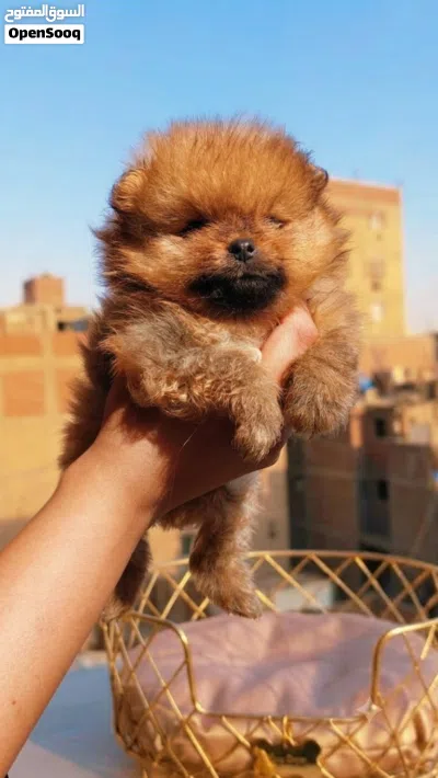 mini pomarian 2