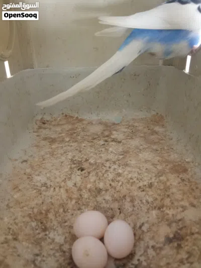عصافير بقلينو 2