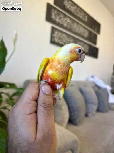 ببغاء صن شيك 2