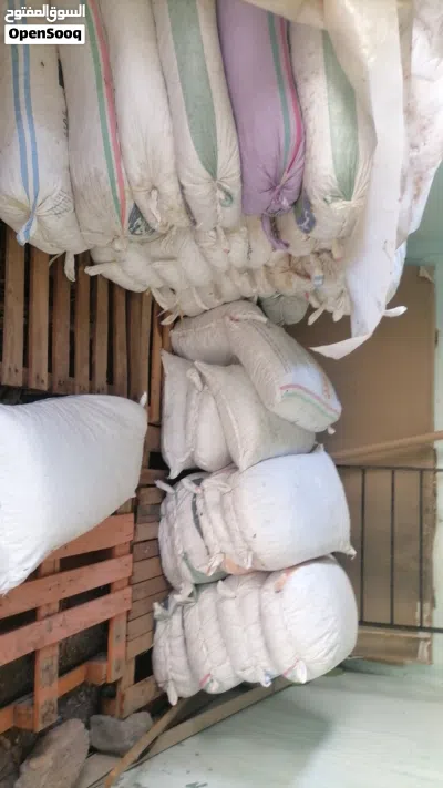 سح نفيعه مبسلي ونغال وخصاب جواني كبار 2