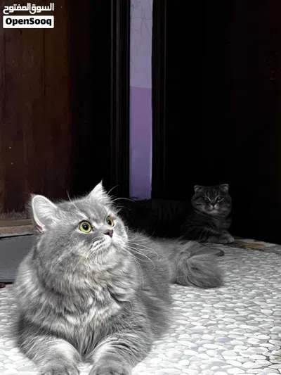 Breed : British Longhair He's large and has big tail Beautiful eyes,Golden yellow slight amber 2
