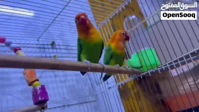 سلام عليكم غندورات فيشر الايفات ياكلن الايد يردن يبيضن 2