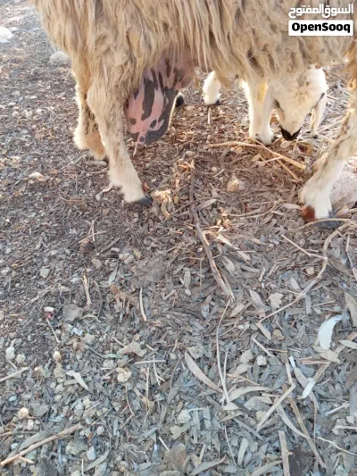نعجه بندوق قبرصي مع عبور و 3 جديان 2