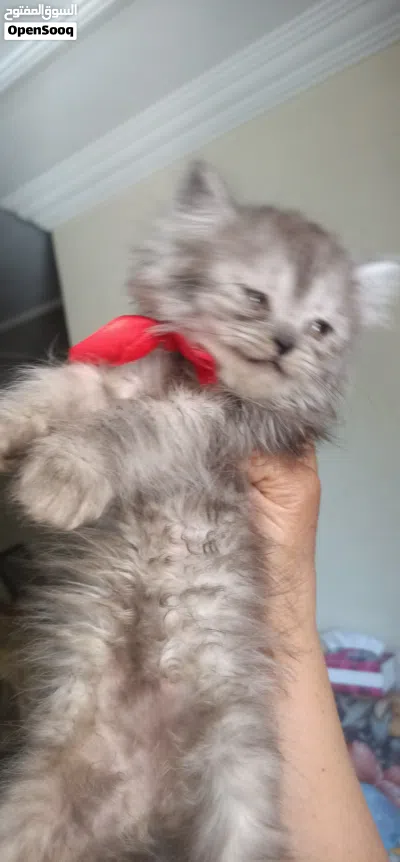 بيع قطط شيرازي شانشيلا 3