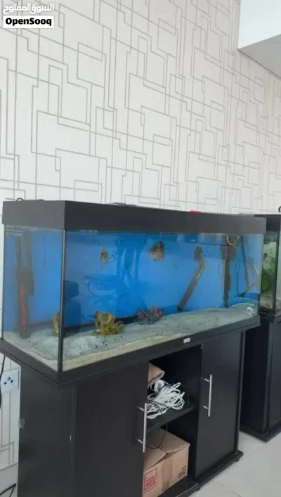 Fish aquarium 2
