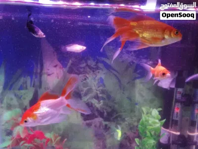 undefined 2