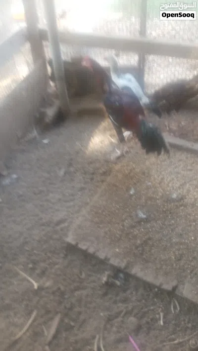 ديك باكستاني 2