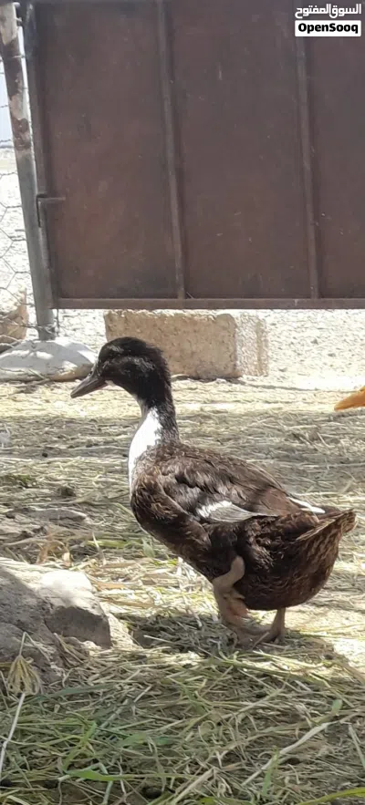 بيع بطتان البطه البيضاء وبطه سوداء البطه البيضاء بكيني فرنسي والبطه السوداء بطه محليه 3