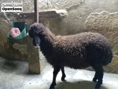 عابوره للبيع العمر ثلاث اشهر ونص 2