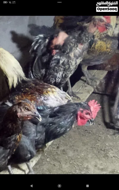 دجاج عرب للبيع 2