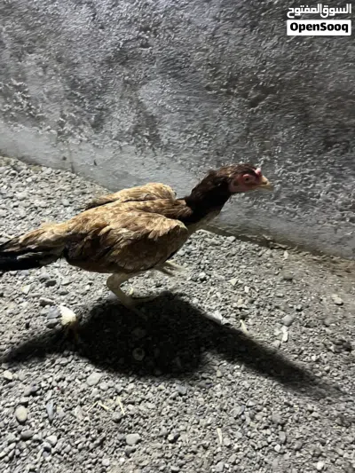 بياع دياي ودجاج 3