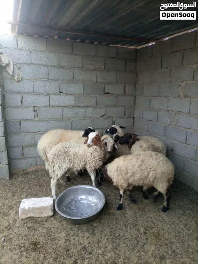 حوليات للبيع 4
