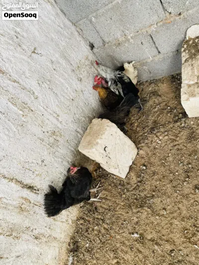 دجاج عربيً وفروج 3