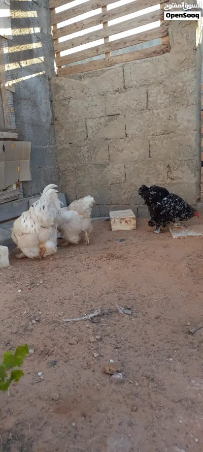 دجاج براهما للبيع 2