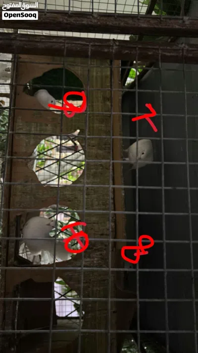 حمام فانتيل (Fantail pigeon). 2