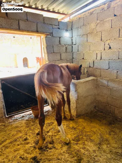 فلوة شقراء 2