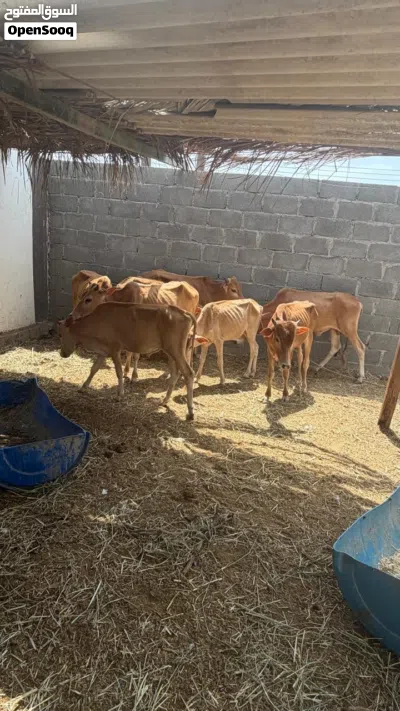 عجول سته وعجلتين محليات للبيع 2