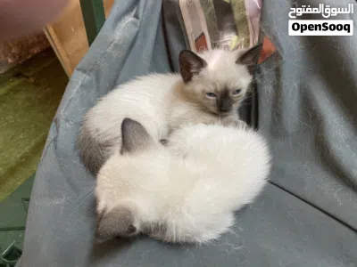 Pure saimese kittens 2