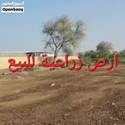 فرصة نادرة حوش زراعي للبيع في ولاية شناص الغوابي الشرق خط ثاني من الشارع البحري 4