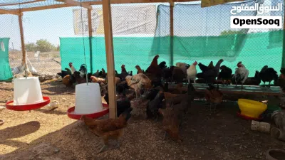 دخاخ محلي للبيع Chicken for sale 3