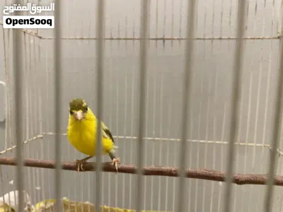 كناري روسي ذكر تقريد حار 2