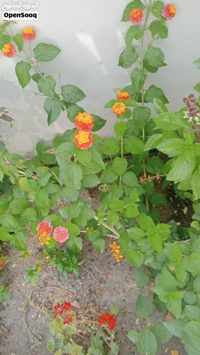 garden working 3