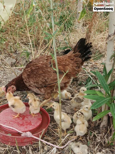 دجاجه خارجیه هیه وافراخها 2