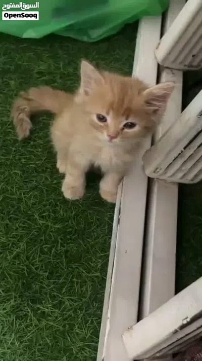 قط شيرازي بعمر يومين لي البيع 3