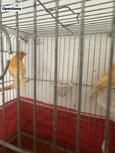 جوز كنار جزري اول خيرو الطبره باضت اول مره 3