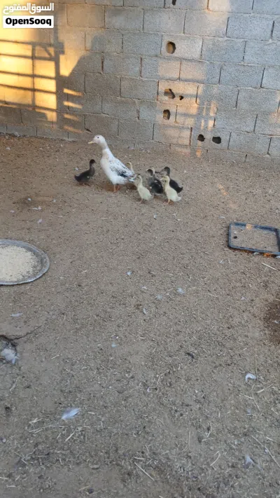 بط زينه البيع 4