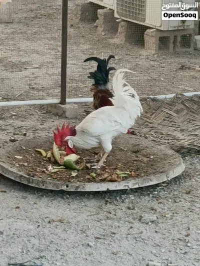 ديوك إثنين للبيع واحد عربي لونه أحمر والثاني ديك معمل أبيض ربيته وهوه كتكوت لحد ما صار كبير 2